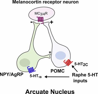 Serotonergic Control of Metabolic Homeostasis